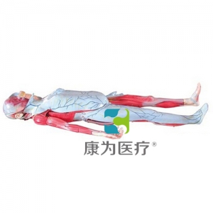 “康為醫療”姜式人體層次解剖模型