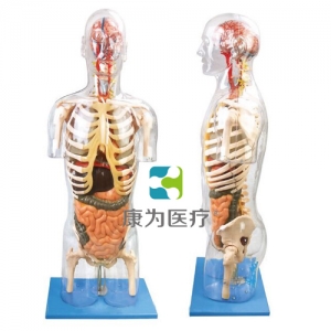 “康為醫療”透明半身軀干附內臟模型