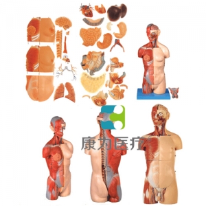“康為醫療”男、女兩性互換肌肉內臟背部開放式頭頸軀干模型