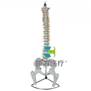 “康為醫療”脊柱、骨盆與股骨頭模型