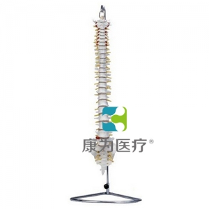 “康為醫療”自然大脊柱骨模型