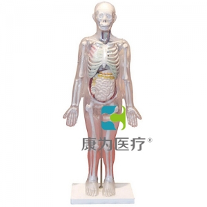 “康為醫療”人體體表、人體骨骼與內臟關系模型