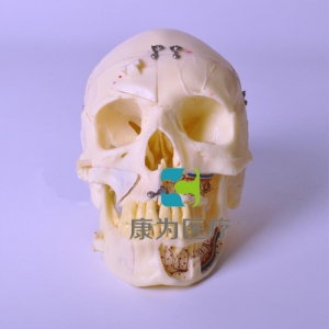 “康為醫療”頭顱模型