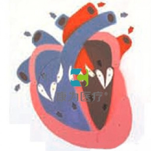 “康為醫療”心臟收縮、舒張與瓣膜開閉演示模型