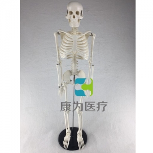 “康為醫療”85cm人體骨骼模型