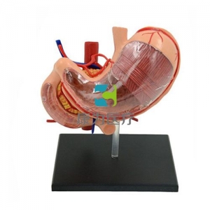 “康為醫療”人體胃解剖模型